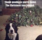dog tree.jpg
