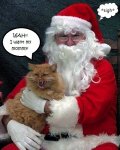 scared kitty.jpg