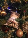 cat eating tree.jpg
