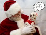 santa and doggy.jpg