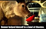 Donner is hungry.jpg