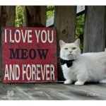 ca711c8c19c5078d1e2b814d2724e056--big-cats-cute-cats.jpg ca711c8c19c5078d1e2b814d2724e056--big-cats-cute-cats.jpg