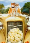4b29bdee6a955c76babc3544bc20af65--pet-dogs-dog-cat.jpg