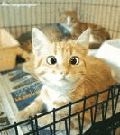 catseyes3.gif