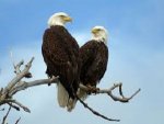 birds.jpg