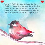 red bird 6.jpg
