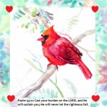 red bird 5.jpg