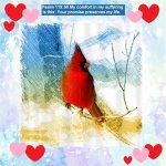 red bird 3.jpg