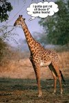 giraffe.jpg