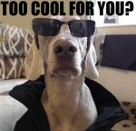 too cool.jpg