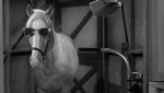 Mister Ed.jpg