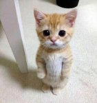 40-Beautiful-and-Cute-Kitten-Pictures-14.jpg 40-Beautiful-and-Cute-Kitten-Pictures-14.jpg