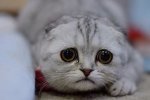 cat-sad-601x400.jpg cat-sad-601x400.jpg