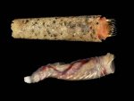 Lagis_koreni_(with_and_without_tube).jpg