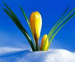 yellow flower snow.jpg
