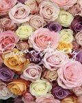pastel_rose_grande.jpg