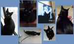 kitty.jpg kitty.jpg