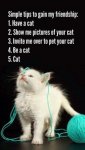 762e8771d4658e3538d69e3192793b3e--exploding-kittens-crazy-cat-lady.jpg