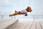 the-world_s-top-10-best-images-of-dogs-jumping-4.jpg