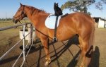 HotSpot_Horse_Cat_Friends_003.jpg HotSpot_Horse_Cat_Friends_003.jpg