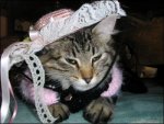 la-gata-del-sabado-2.jpg la-gata-del-sabado-2.jpg