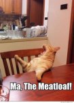 ma-the-meatloaf-cat.jpg