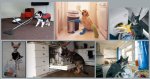 trained pets.jpg trained pets.jpg