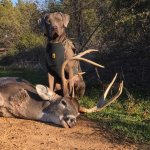 Deer-Hunting-Dog-600x600.jpg