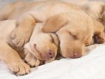 Cute-puppies-in-hug-puppies-14748941-1600-1200.jpg