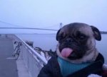 pug.jpg