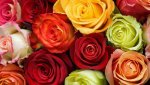 nature-landscapes_hdwallpaper_colorful-roses_1033.jpg