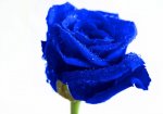 1200-483232185-blue-rose.jpg