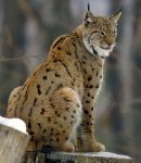 lynx.jpg