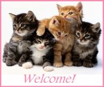 kittens.jpg