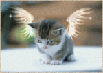 catglitter17.gif