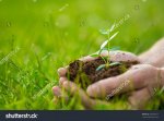 stock-photo-human-is-holding-a-small-green-plant-with-soil-in-it-s-hands-over-the-green-grass-ba.jpg