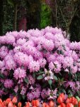 IMG_20180415_135424.jpg