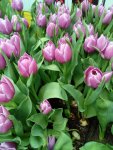IMG_20180415_135253.jpg