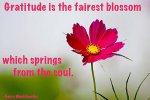 Gratitude-Flower-Picture-Quote.jpg