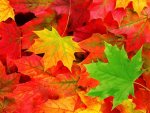 autumn_leaves_1-normal.jpg