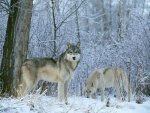 Winter_wallpapers_183.jpg