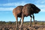 ostrich1.jpeg