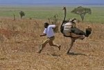 ostrich.jpeg