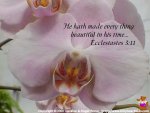 ecclesiastes3-11.jpg