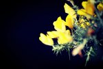 yellow flowers by Marko Berndt.jpg