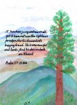 psalm 37 tree 3rd.jpg