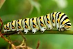 lep_black_swallowtail_caterpillar763[1].jpg