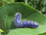 bluecaterpillar[1].jpg