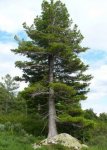 cedar-tree.jpg