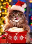 funny-pictures-christmas-cats.jpg
